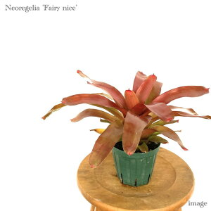 lIQA 'tFA[iCX' 4 (ϗtA  Ǌ| CeA ~j ^ ^ ݂艺  ^NuA Neoregelia 'Fairy Nice')