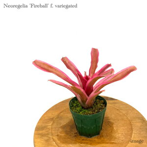 lIQA 't@C[{['  3 (ϗtA  Ǌ| CeA ^ ~j ݂艺  ^NuA Neoregelia 'Fireball' f. variegate)