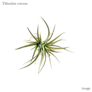 `WA GNXeT (GA[vc eBWA ϗtA  Ǌ| CeA ~j ^ ݂艺  extensa)