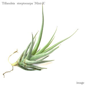 `WA XgvgJp '~j X' (GA[vc eBWA ϗtA  Ǌ| CeA ~j ^ ݂艺  streptocarpa 'mini x')