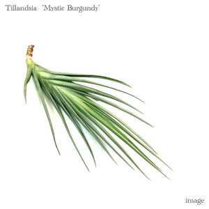 `WA '~XeBbNo[KfB[' (GA[vc eBWA ϗtA  Ǌ| CeA ~j ^ ݂艺  [AG × AxeBAi 'mystic burgundy' hybrid m