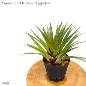 t[ZA z(xV[ × MKeA) 4 (ϗtA  Ǌ| CeA ^ ~j ^ ݂艺  ^NuA Vriesea hybrid lubbersii × gigantea)