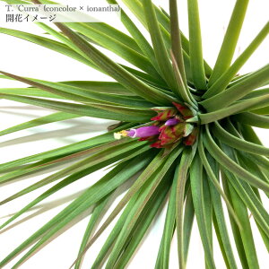 (i) `WA 'J' (No.21754) (GA[vc eBWA ϗtA  Ǌ| CeA ~j ^ ^ ݂艺  hybrid z RJ[ × CIi^ 'Curra' concolor × iona