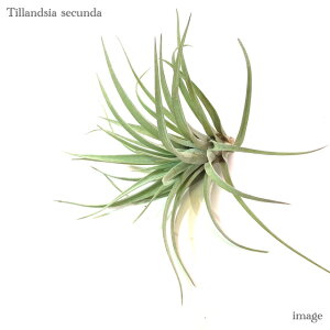 `WA ZN_ (GA[vc eBWA ϗtA  Ǌ| CeA ~j ^ ^ ݂艺  secunda)