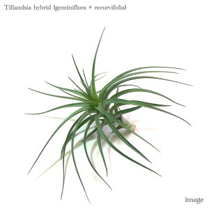 `WA z (Q~jt[ × NrtHA) (GA[vc eBWA ϗtA  Ǌ| CeA ~j ^ ^ ݂艺  hybrid geminiflora × recurvifolia)