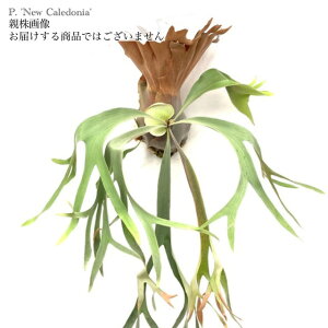 (現品) ビカクシダ 'ニューカレドニア' (pup) (No.40843) (コウモリラン 観葉植物 おしゃれ インテリア 吊り下げ 壁掛け ミニ 小型 大型 室内 Platycerium 'New Caledonia')