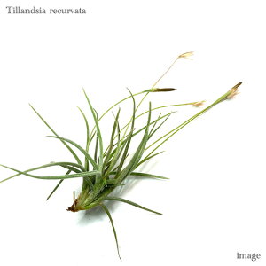 `WA No[^ (GA[vc eBWA ϗtA  Ǌ| CeA ~j ^ ݂艺  recurvata)