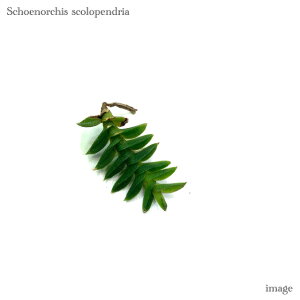 VGmLX XRyhA c (ϗtA  m CeA   ~j ^  Ǌ| ݂艺 Schoenorchis scolopendria)