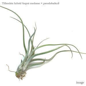 `WA z(Jvgf[T × vZEhxCC) (GA[vc eBWA ϗtA  Ǌ| CeA ~j ^ ݂艺  hybrid caput-medusae × pseudobaileyi)