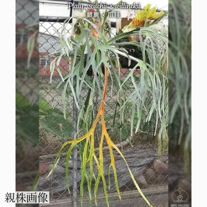 (i) rJNV_ (r[`[ × EBL[) (No.40866) (RE ϗtA  CeA ݂艺 Ǌ| ~j ^  Platycerium hybrid veitchii × willinckii)