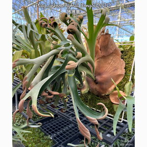 (i) rJNV_ 't[VL' TC (No.40841) (RE ϗtA  CeA ݂艺 Ǌ| ~j ^ ^  Platycerium 'Foongsiqi' N)