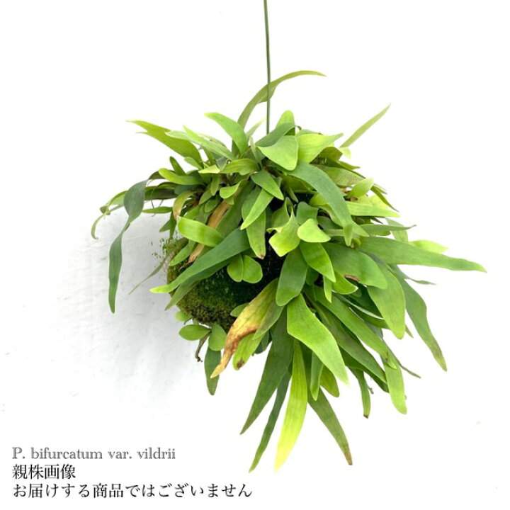 楽天市場】(現品) ビカクシダ ビフルカツム 