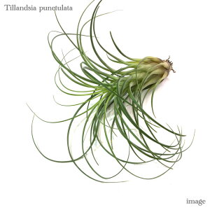 `WA vNc[^ (GA[vc eBWA ϗtA  Ǌ| CeA ~j ^ ݂艺  punctulata)