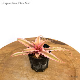 クリプタンサス ビッタータス 'ピンクスター' 2寸 (観葉植物 おしゃれ 壁掛け インテリア ミニ 小型 吊り下げ 室内 ブロメリア ビビッタータス Cryptanthus bivittatus 'Pink Star')