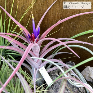 (i) `WA 'BZeoJ' (No.21643) (GA[vc eBWA ϗtA  Ǌ| CeA ~j ^ ݂艺  Js^[^ 's[`' × Jvgf[T hybrid 'V