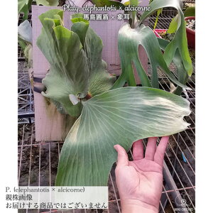 (i) rJNV_ z (Gt@geBX × AVRl) (TC) (No.40879) (RE ϗtA  CeA ݂艺 Ǌ| ~j ^ ^  Platycerium elephantotis × alcicorne 