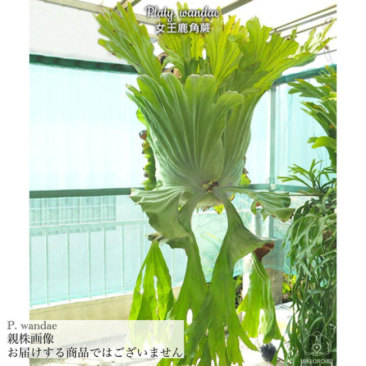楽天市場】コウモリラン ワンダエ 板付 (ビカクシダ プラティセリウム 