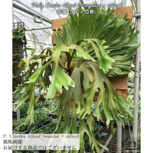 (i) rJNV_ '`[YAtH[h' (TC) (No.40877) (RE ϗtA  CeA ݂艺 Ǌ| ^  z _G × hC Platycerium 'Charles Alford' wandae × ri