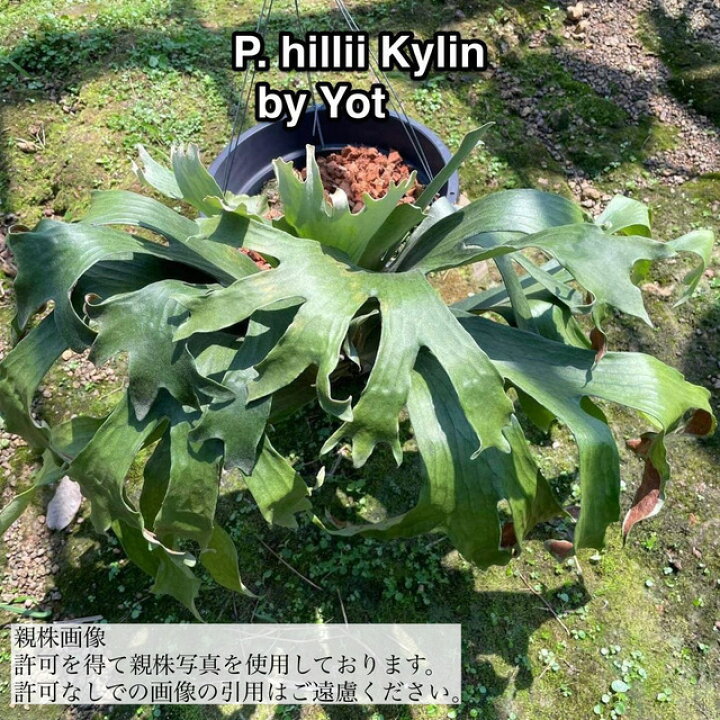 楽天市場】(現品) ビカクシダ ヒリー cv.キリン (pup) (No.40547 