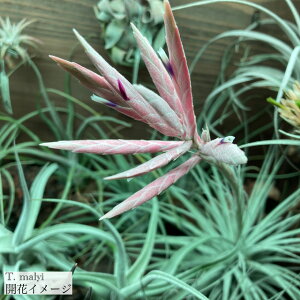 (i) `WA }[ (No.21919) (GA[vc eBWA ϗtA  Ǌ| CeA ~j ^ ݂艺  malyi)