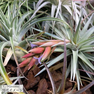 (i) `WA '~jX^[' (No.22009) (GA[vc eBWA ϗtA  Ǌ| CeA ~j ^ ^ ݂艺  lON^ × CLVICfX 'Ministar' hybrid neglecta