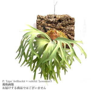 (i) rJNV_ '|' (pup) (No.41108) (RE ϗtA  CeA ݂艺 Ǌ| ~j ^  EBL[ × r[`[ ClC Platycerium 'Lipo' willinckii × veitchii 'Lemoi