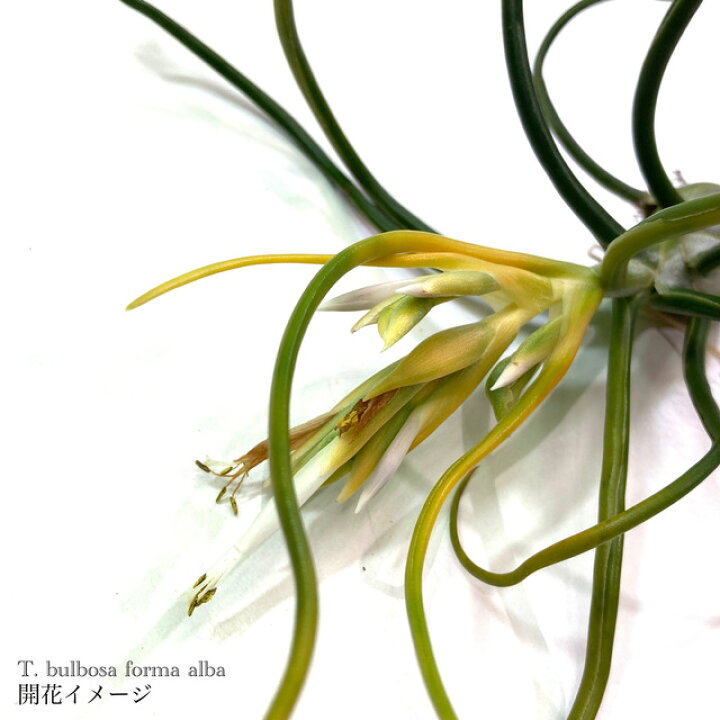 楽天市場】(現品) チランジア ブルボーサ アルバ (No.21769) (エアー 