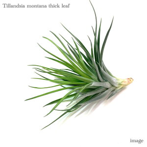 `WA ^i 'VbN[t' (GA[vc eBWA ϗtA  Ǌ| CeA ~j ^ ݂艺  montana thick leaf)