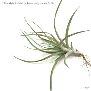 `WA z(ALX^LX × Jt@j[) (GA[vc eBWA ϗtA  Ǌ| CeA ~j ^ ݂艺  hybrid achyrostachis × calfanii)