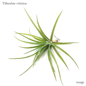 `WA xeBi (GA[vc eBWA ϗtA  Ǌ| CeA ~j ^ ݂艺  x`i velutina)