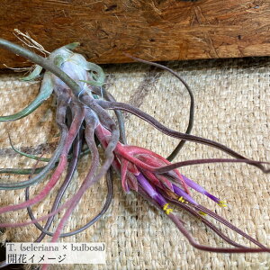 `WA z(ZAi × u{[T) (GA[vc eBWA ϗtA  Ǌ| CeA ~j ^ ݂艺  hybrid seleriana × bulbosa)