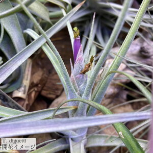 (i) `WA fBOGbeB (No.21971) (GA[vc eBWA ϗtA  Ǌ| CeA ~j ^ ݂艺  diguetii)