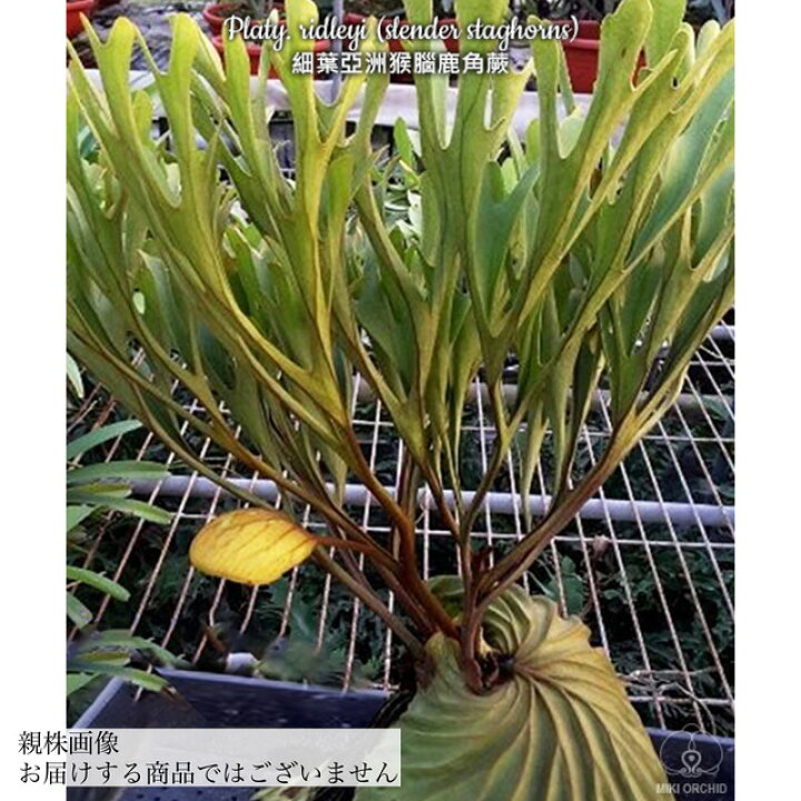 楽天市場】(現品) ビカクシダ リドレイ 細葉 (No.40816) (コウモリラン 