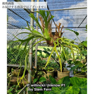 (i) rJNV_ EBL[ AmE P1 (pup) (No.40896) (RE ϗtA  CeA ݂艺 Ǌ| ~j ^ ^  Platycerium willinckii unknow P1)