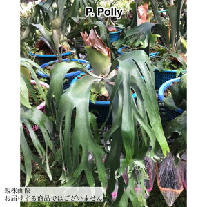 (i) rJNV_ |[[ (pup) (No.40898) (RE ϗtA  CeA ݂艺 Ǌ| ~j ^ ^  Platycerium polly)