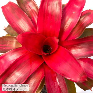 (i) lIQA 'O[X' (No.61778) (ϗtA  Ǌ| CeA ~j ^ ^ ݂艺  ^NuA Neoregelia 'Grace')