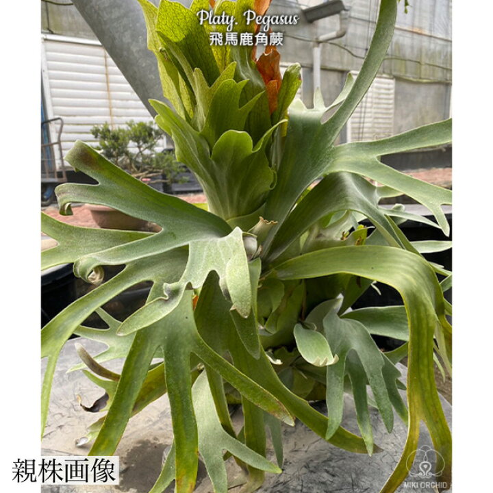 楽天市場】(現品) ビカクシダ 