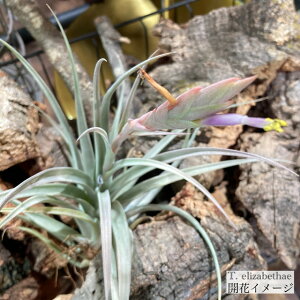 (i) `WA GUxVA (No.22035) (GA[vc eBWA ϗtA  Ǌ| CeA ~j ^ ݂艺  elizabethae)