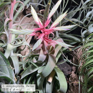 (i) `WA XgvgtB x[Y (No.21965) (GA[vc eBWA ϗtA  Ǌ| CeA ~j ^ ^ ݂艺  streptophylla Belize)