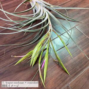 (i) `WA z(Jvgf[T × RR[) (No.21955) (GA[vc eBWA ϗtA  Ǌ| CeA ~j ^ ^ ݂艺  hybrid caput-medusae × con