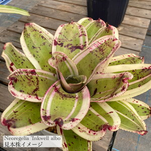 (i) lIQA 'CNEF A{' (No.62210) (ϗtA  Ǌ| CeA ~j ^ ^ ݂艺  ^NuA Neoregelia 'Inkwell Albo')