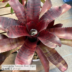 (現品) ネオレゲリア 'グローブス レッドタイガー' (No.61952) (観葉植物 おしゃれ 壁掛け インテリア ミニ 小型 大型 吊り下げ 室内 タンクブロメリア Neoregelia 'Groves Red Tiiger')