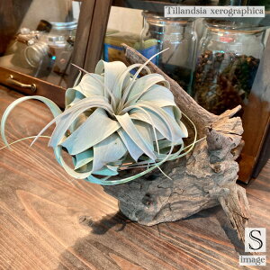 `WA LZOtBJ S size (GA[vc eBWA ϗtA  Ǌ| CeA ~j ^ ݂艺  xerographica)