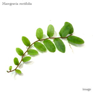 }NOrA NeBtHA (MѐA roE eE p_E WGI[Lbh Η ϗtA  CeA  ^ ~j Ǌ| ݂艺 }NO