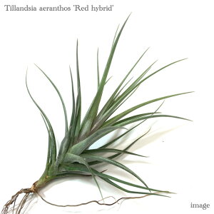 `WA AGgX 'bh nCubh' (GA[vc eBWA ϗtA  Ǌ| CeA ~j ^ ݂艺  aeranthos 'Red hybrid')