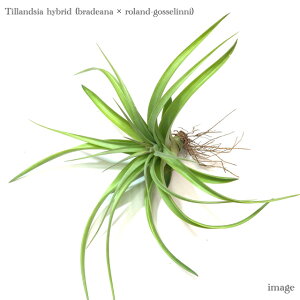 `WA z(ufAi × [hSbZ[j) (GA[vc eBWA ϗtA  Ǌ| CeA ~j ^ ݂艺  hybrid bradeana × roland-gosselinii)