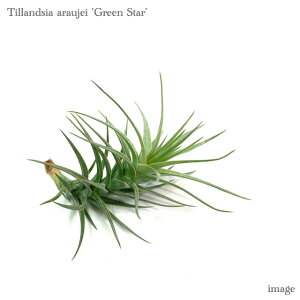 `WA AEWFC 'O[X^[' (GA[vc eBWA ϗtA  Ǌ| CeA ~j ^ ݂艺  araujei 'Green Star')