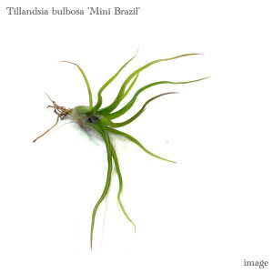 `WA u{[T '~juW' (GA[vc eBWA ϗtA  Ǌ| CeA ~j ^ ݂艺  bulbosa 'Mini Brazil')