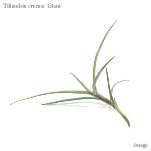`WA NJ[^ 'WCAg (GA[vc eBWA ϗtA  Ǌ| CeA ~j ^ ݂艺  crocata 'Giant')