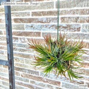 `WA CIi^ 'tGS' Nv{[ (GA[vc eBWA ϗtA  Ǌ| CeA ~j ^ ݂艺  tF[S ionantha 'Fuego')